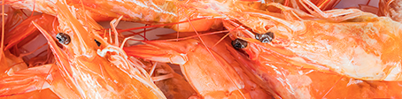 img-gambas.png
